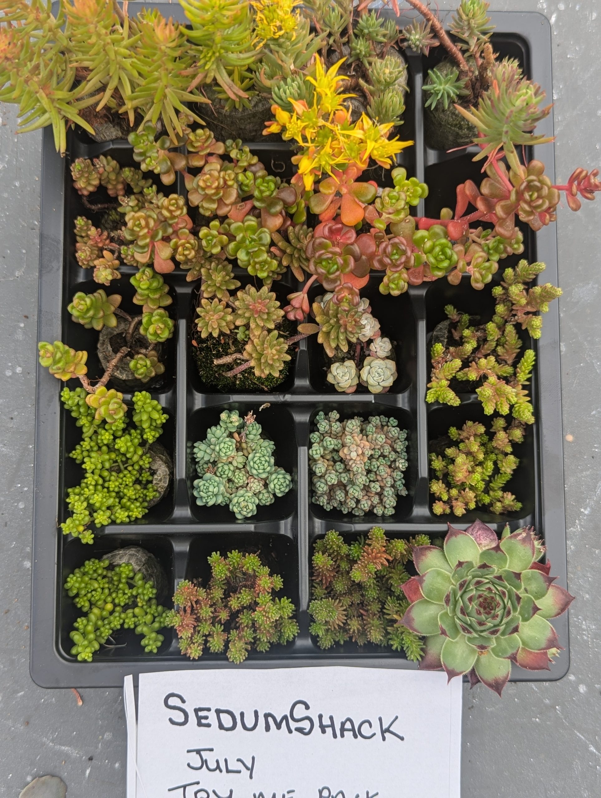 TRY ME pack of 18 Evergreen Groundcovering Sedums - SEDUMSHACK